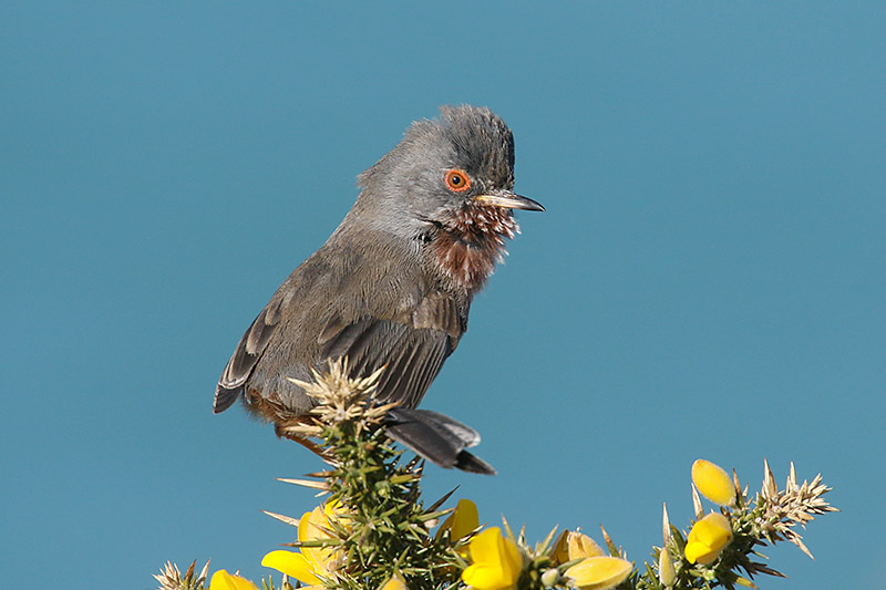 Dartford Warbler by Mick Dryden