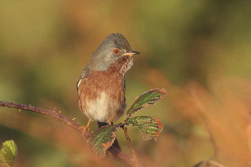 Dartford Warbler by Mick Dryden