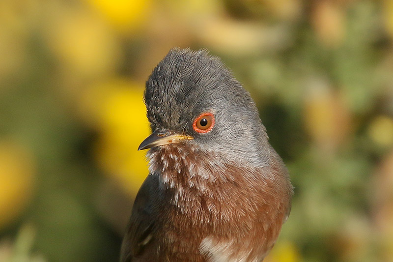 Dartford Warbler by Mick Dryden