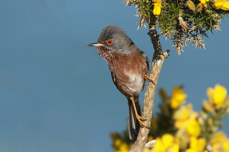 Dartford Warbler by Mick Dryden