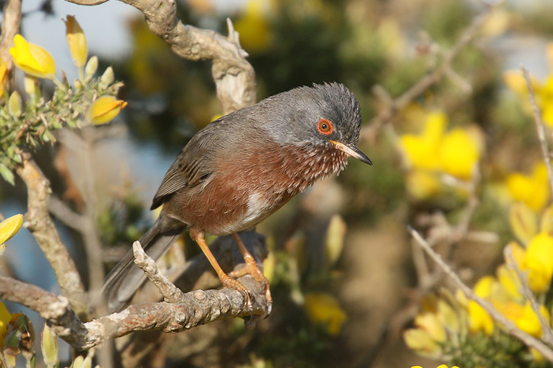 Dartford Warbler by Mick Dryden