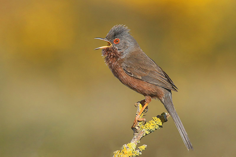 Dartford Warbler by Mick Dryden