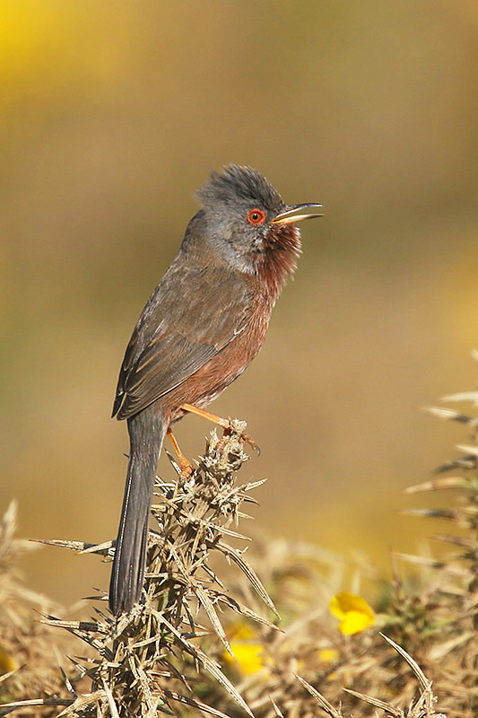 Dartford Warbler by Mick Dryden