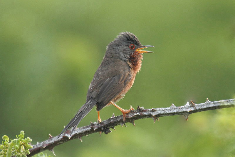 Dartford Warbler by Mick Dryden