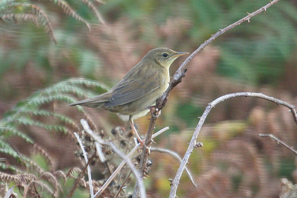 Grasshopper Warbler by Mick Dryden