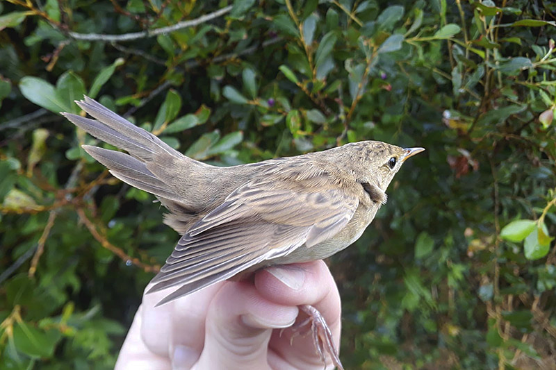 Grasshopper Warbler by David Buxton