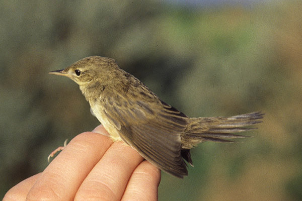 Grasshopper Warbler by Mick Dryden
