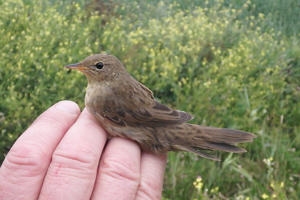 Grasshopper Warbler by Harriet Clark