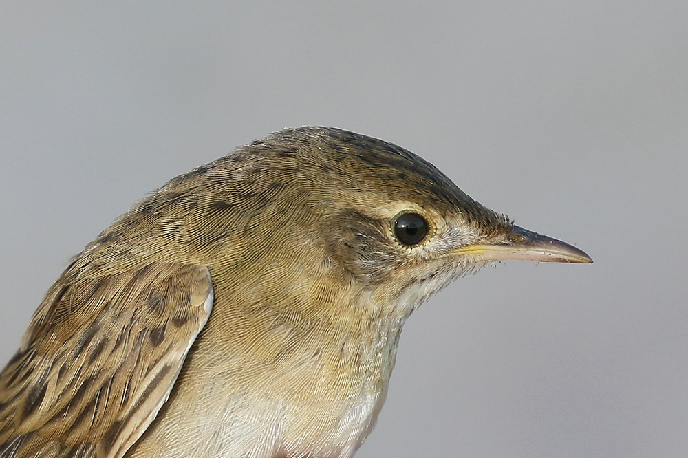 Grasshopper Warbler by Mick Dryden