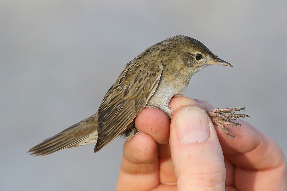 Grasshopper Warbler by Mick Dryden