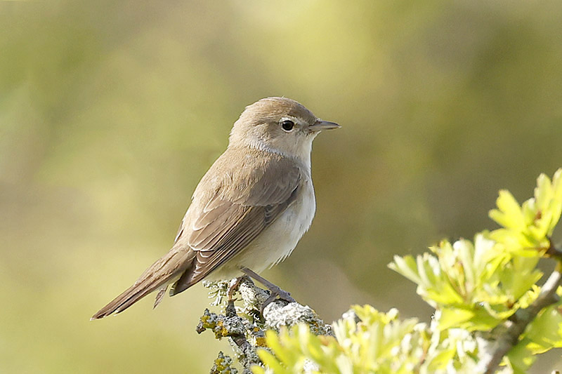 Garden Warbler by Mick Dryden