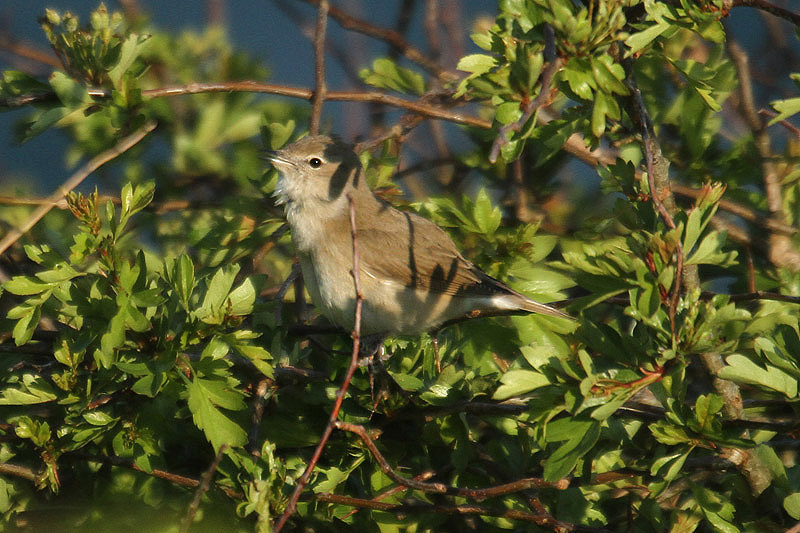 Garden Warbler by Mick Dryden