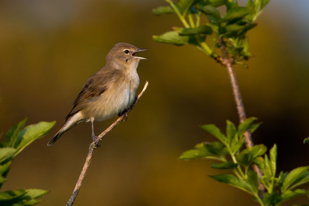 Garden Warbler by Romano da Costa