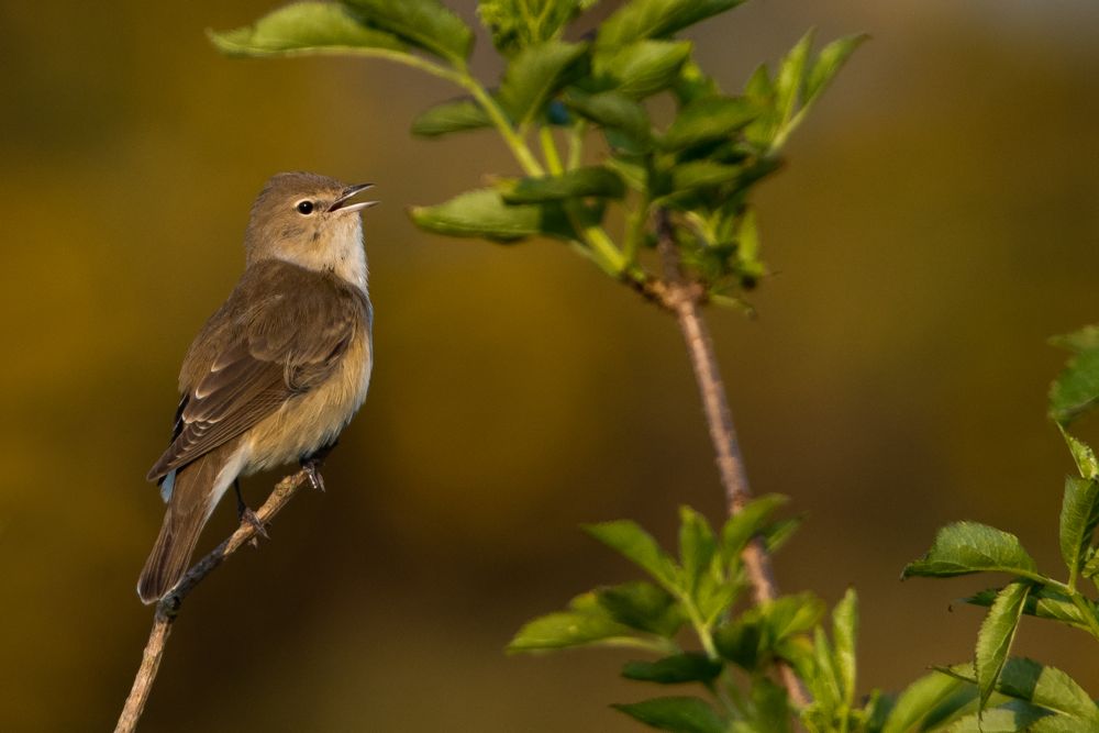 Garden Warbler by Romano da Costa