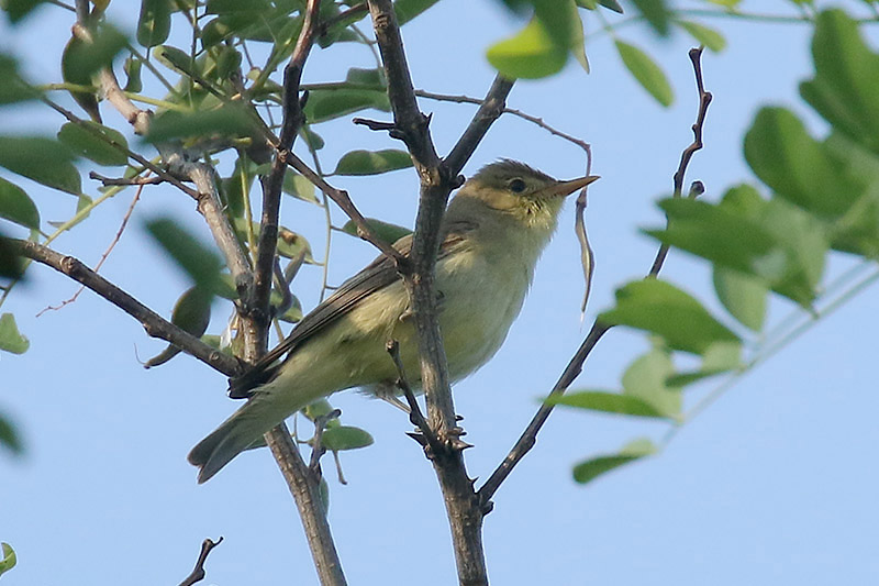 Icterine Warbler by Mick Dryden