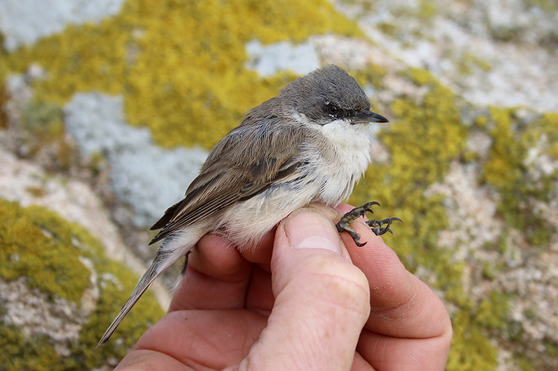 Lesser Whitethroat by Tony Paintin