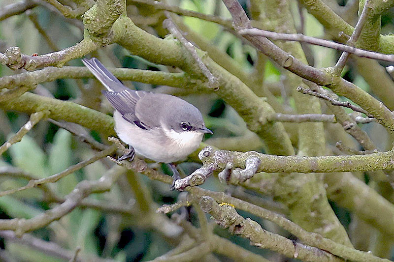 Lesser Whitethroat by Alan Modral