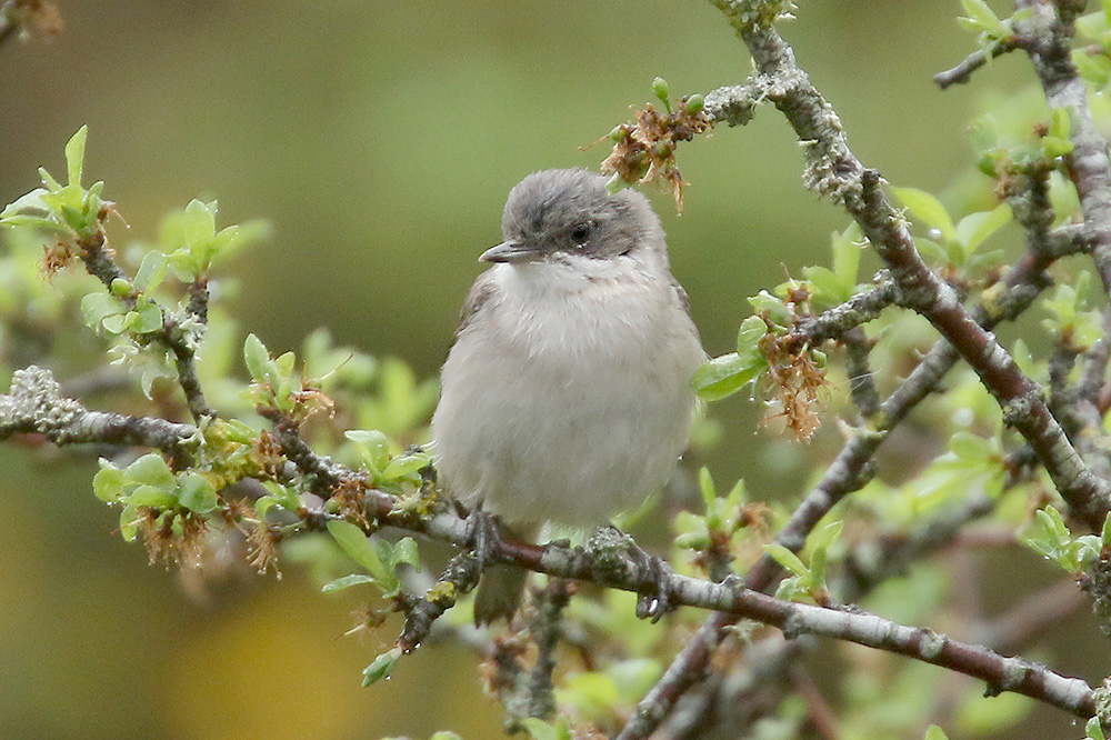 Lesser Whitethroat by Mick Dryden