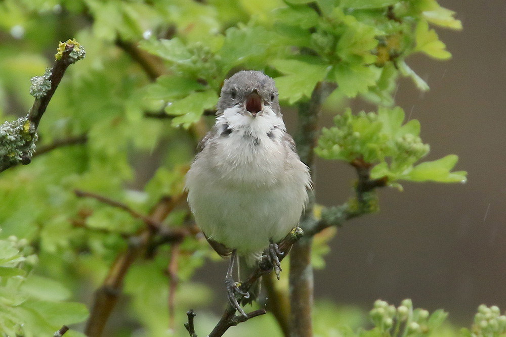 Lesser Whitethroat by Mick Dryden