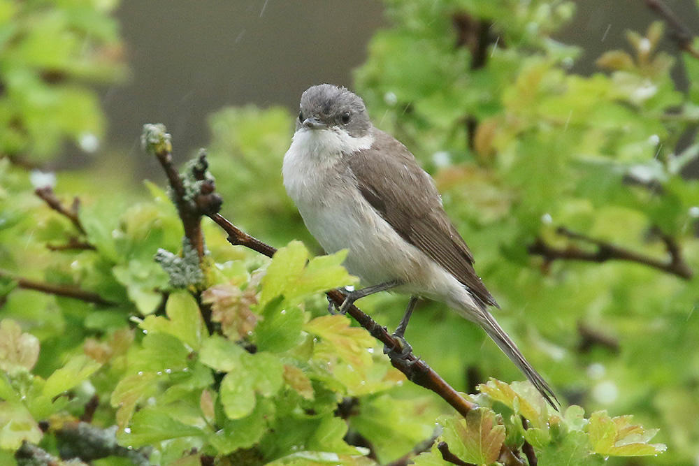 Lesser Whitethroat by Mick Dryden