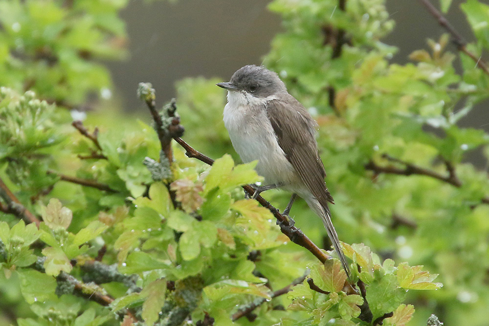 Lesser Whitethroat by Mick Dryden