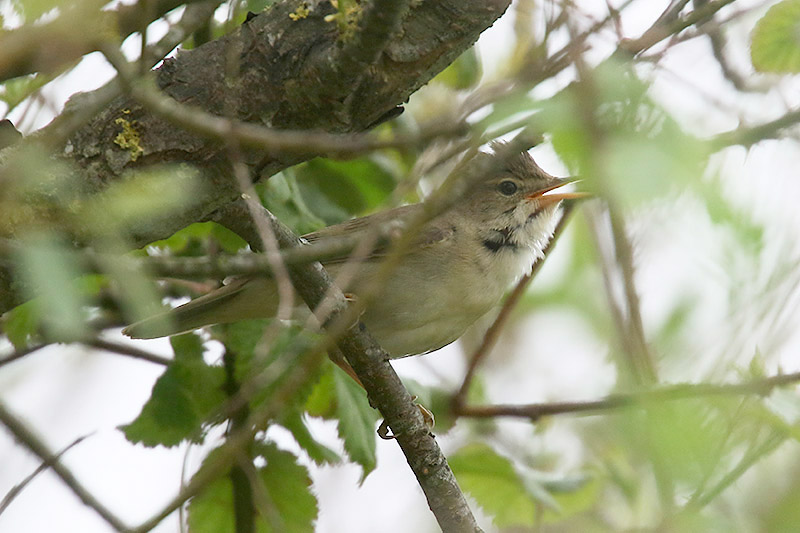 Marsh Warbler by Mick Dryden