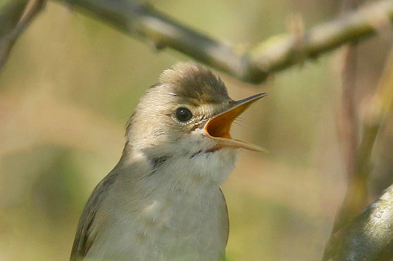 Marsh Warbler by Mick Dryden