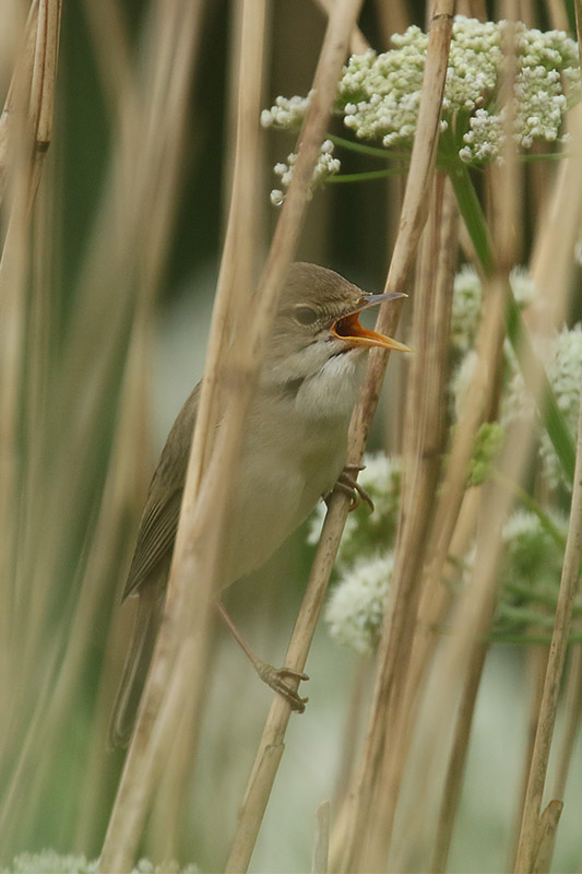 Marsh Warbler by Mick Dryden