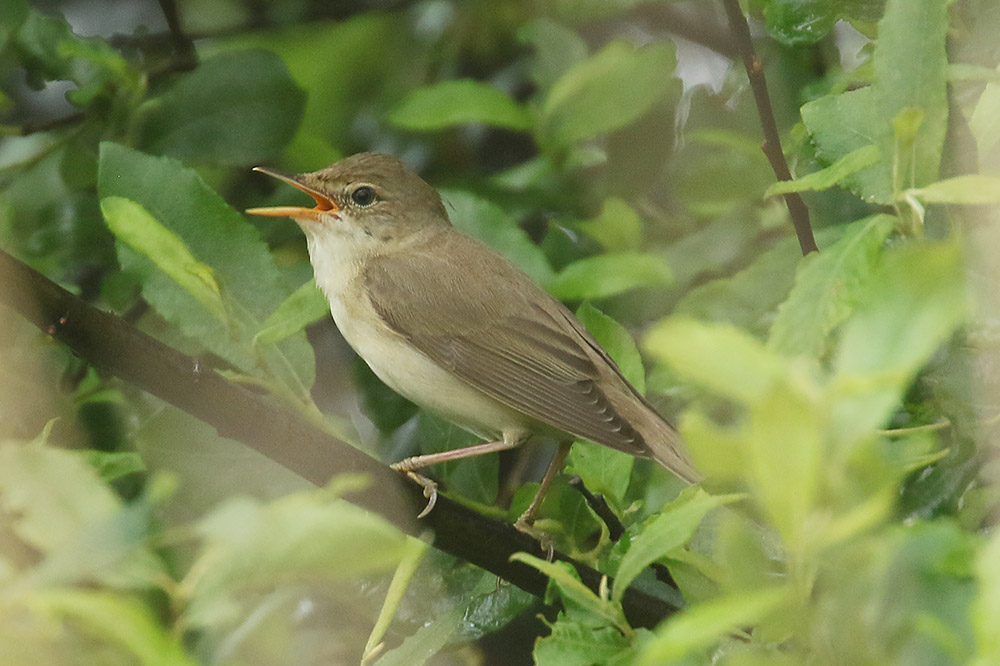 Marsh Warbler by Mick Dryden