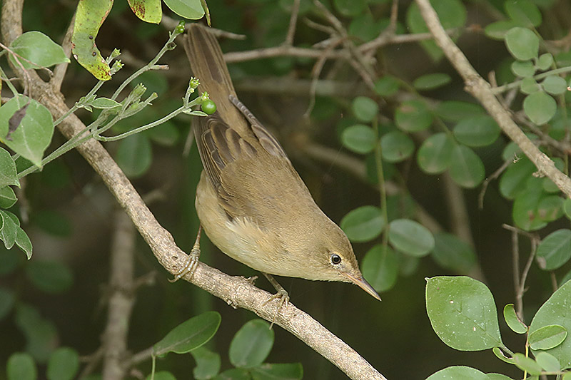 Marsh Warbler by Mick Dryden