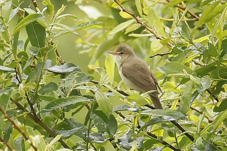 Marsh Warbler by Mick Dryden