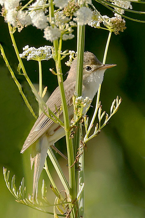 Marsh Warbler by Mick Dryden