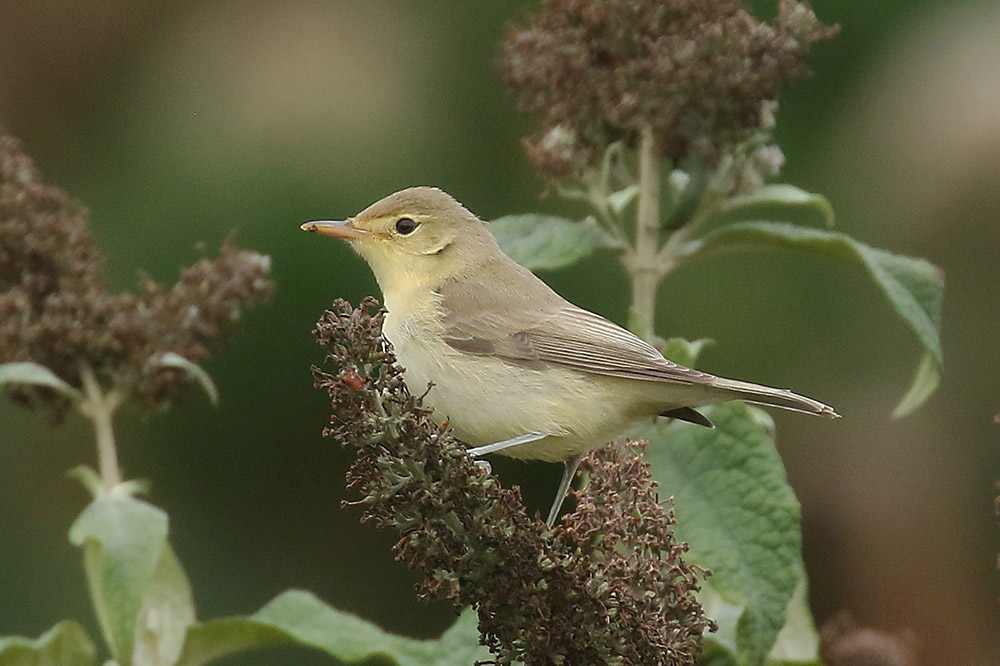 Melodious Warbler by Mick Dryden