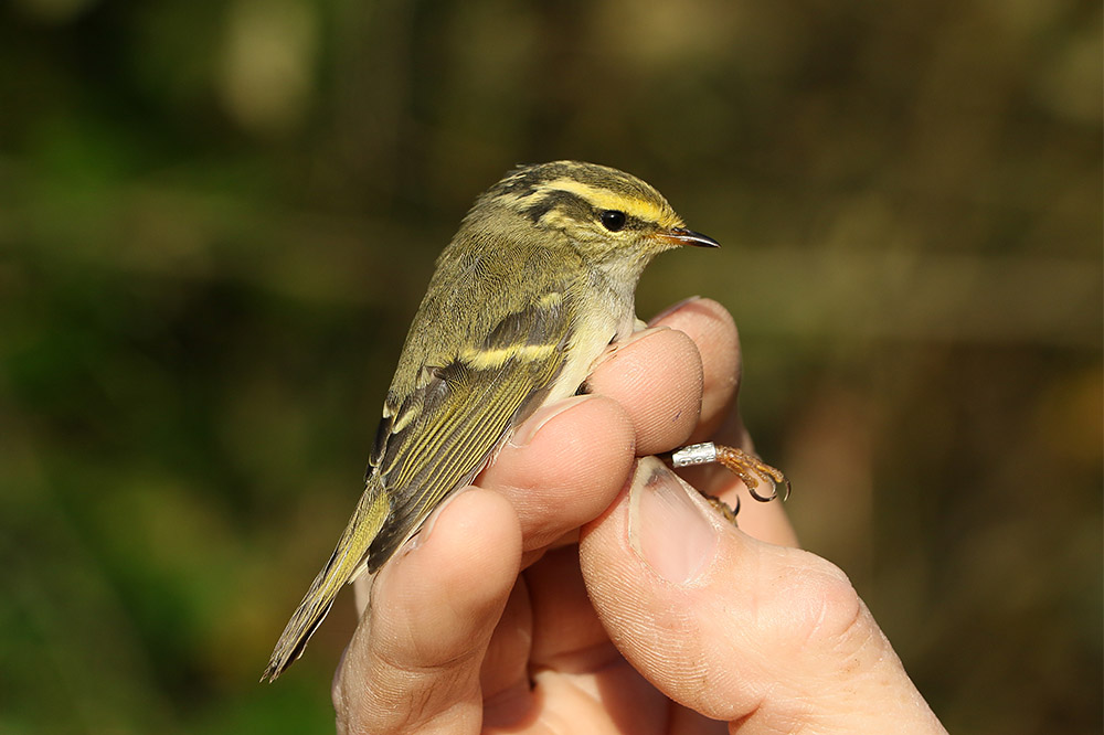 Pallas Warbler by Mick Dryden