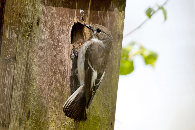 Pied Flycatcher by Romano da Costa