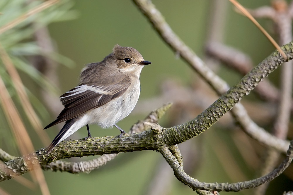 Pied Flycatcher by Romano da Costa