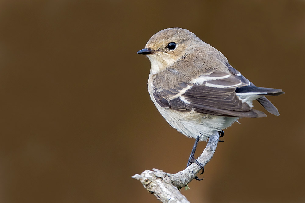 Pied Flycatcher by Romano da Costa