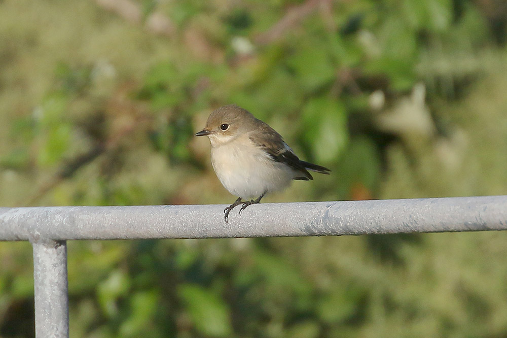 Pied Flycatcher by Mick Dryden