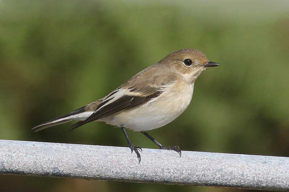 Pied Flycatcher by Mick Dryden