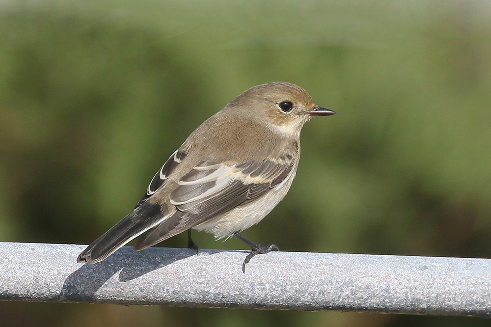 Pied Flycatcher by Mick Dryden