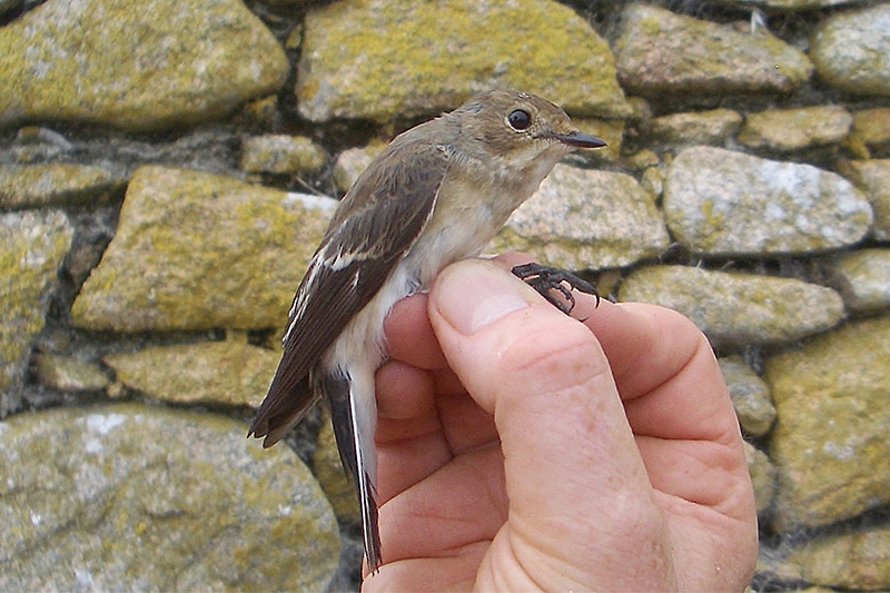 Pied Flycatcher by Tony Paintin