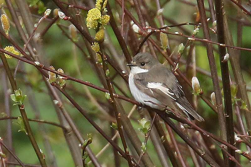 Pied Flycatcher by Mick Dryden