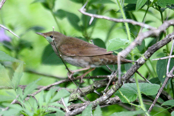 River Warbler by Mick Dryden
