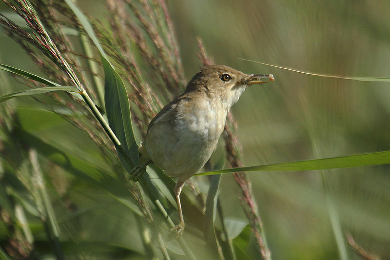 Reed Warbler by Mick Dryden