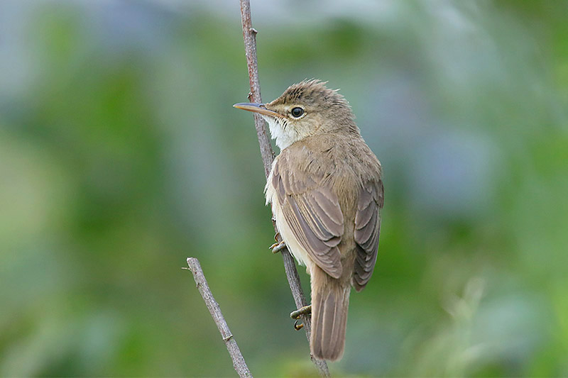 Reed Warbler by Mick Dryden