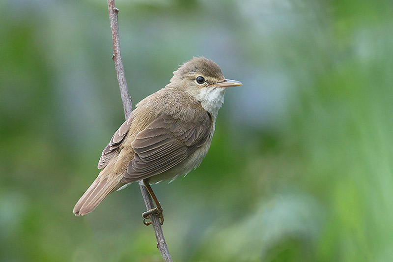 Reed Warbler by Mick Dryden