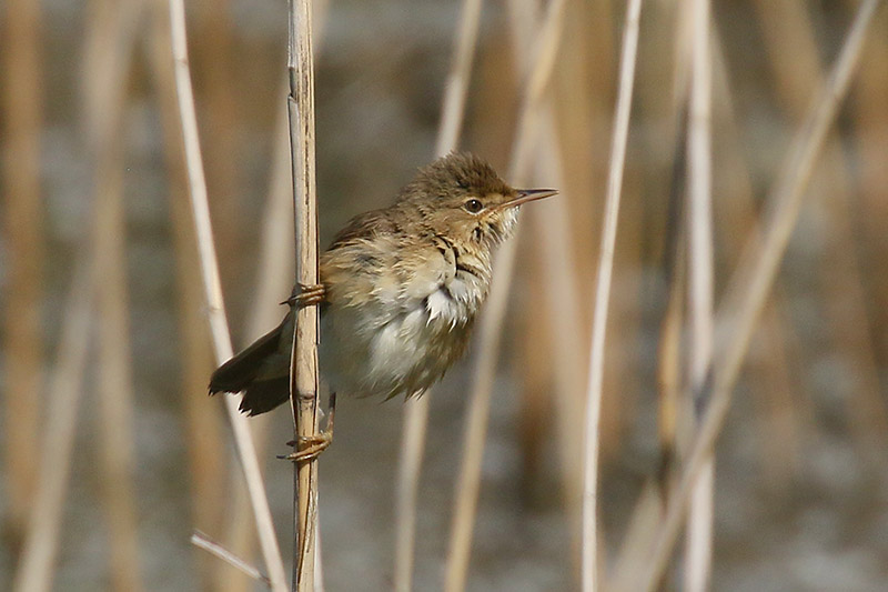 Reed Warbler by Mick Dryden