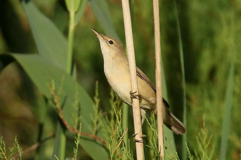 Reed Warbler by Mick Dryden