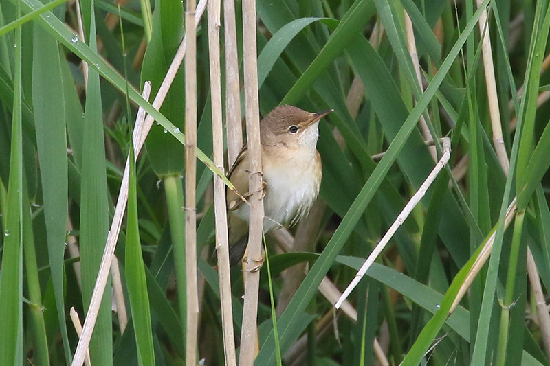 Reed Warbler by Mick Dryden