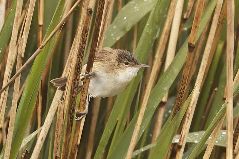 Reed Warbler by Mick Dryden